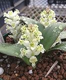 Lachenalia congesta - hyacinth - 5 seeds
