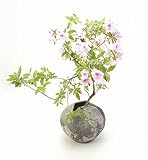 【信楽焼　壱彦】花器　HK-304　陽 -YOU-　サイズ　直径370mm×高さ310mm
