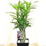 観葉植物 ミリオンバンブー・ラッキーバンブー 6号