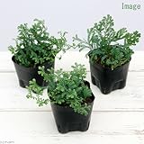 (観葉)レインボーファン (コンテリクラマゴケ) 3号(1ポット) 本州・四国限定[生体]