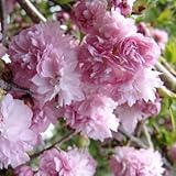 桜：菊枝垂れ（キクシダレ）接木苗4～5号ポット ノーブランド品