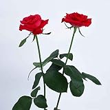 LORIA・JP 美しい 薔薇の種 赤いローズの種子 盆栽 ガーデン 庭の種 100個入り