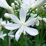 ゆり 苗木 アガパンサス・ホワイト・ナナ 12cmポット苗 ユリ 苗 百合