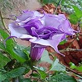 flower seeds Bonsai flower Brugmansia Datura seeds Potted plantas Mixed color garden decoration plan