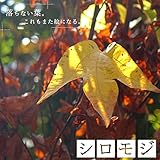 シロモジ （白文字） 株立ち苗 庭木 落葉樹 シンボルツリー