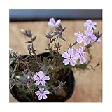 シバザクラ 芝桜 タマノナガレ 白花にピンクのライン 75ポットセット グランドカバー