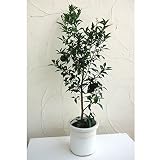ユズ（柚子）：ホンユズ（本柚子）8号鉢植え[柑橘・かんきつ類苗木] ノーブランド品
