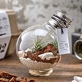 観葉植物 テラリウムキット 「バルブ （エアプランツ付き）」 インテリアグリーン 日比谷花壇