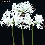 国華園　夏植え球根 リコリス スノーフェアリー 1球【※発送が国華園からの場合のみ正規品です】
