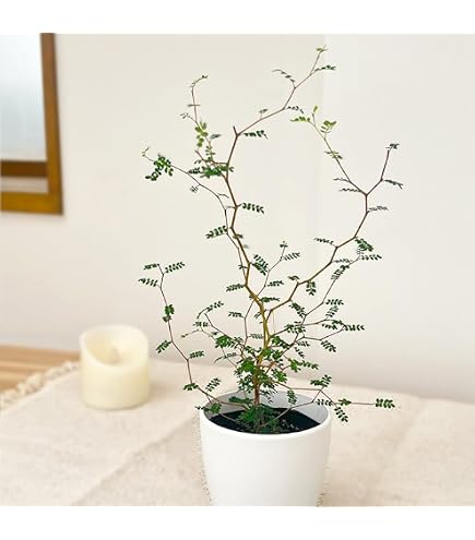 Amazon｜ソフォラ リトルベイビー 苗 観葉植物 メルヘンの木｜観葉植物