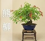 いよじ園 【】 熊柳 貴風サイズ【盆栽 いよじ園 伊予路園】