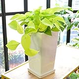 [エルフルール]観葉植物 ポトスライム 白陶器鉢 横約25cm×縦40cm