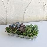 [人気！]多肉植物切り芽（カット芽）10～12芽入りパッケージ ノーブランド品