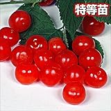 国華園　果樹苗　ユスラウメ赤実　1株【※発送が国華園からの場合のみ正規品です】