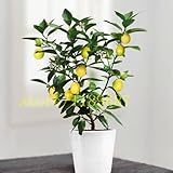 20 bonsai lemon tree seeds ,mini fruit bonsai tree fast grow NO-GMO health for body flower pot plant