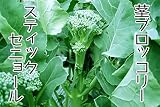 【生産農場直送】 茎ブロッコリー苗 【スティックセニョール】茎ブロッコリー 葉菜苗 4株入りパック プロ農家も使う葉菜苗 野菜苗 ガーデニング 家庭菜園