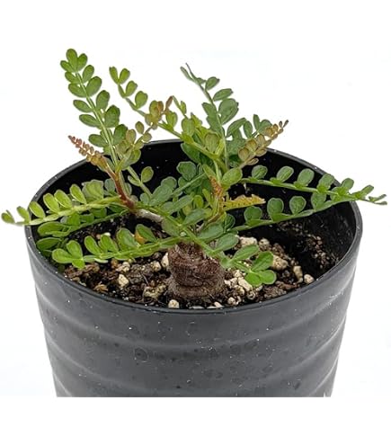 Amazon｜オペルクリカリア パキプス 実生2鉢セット抜き苗 塊根植物