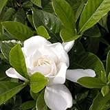 【5本セット】 ヤエクチナシ 樹高0.3m前後 15cmポット 白花 八重咲きクチナシ ガーデニア （八重） クチナシ生垣 苗木 植木 苗 庭木 生け垣