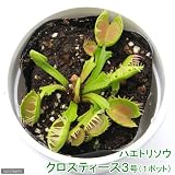 (食虫植物)ハエトリソウ クロスティース3号(1ポット) 本州・四国限定[生体]