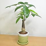 [エルフルール]観葉植物 4号鉢 パキラ 陶器鉢入