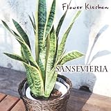 サンスベリア 7号鉢　カゴ付き 受け皿付き