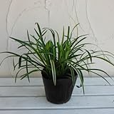 ヤブラン（リリオペ）：斑入りヤブラン5号ポット[グランドカバーに！] ノーブランド品