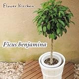 ベンジャミン７号　北欧IKEA　KALASA 鉢カバー付き