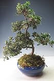 盆栽　花芽付き！皐月（さつき）（鶴翁）の鉢植え 【現品】2018春開花予定