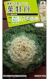 タキイ種苗 葉牡丹F1 白かもめ