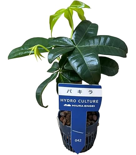 Amazon｜（観葉植物）パキラ 3～3．5号（1ポット） 北海道