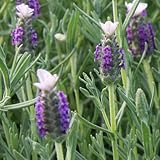 ラベンダー：シフォン　花うさぎ3.5号ポット 3株セット[MPS] ノーブランド品