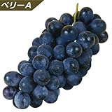 国華園　果樹苗　ブドウ　ベリーA　1株
