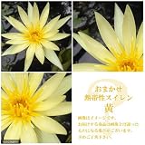 (ビオトープ/睡蓮)おまかせ熱帯性品種睡蓮(スイレン) 黄(1ポット)(休眠株) 本州・四国限定[生体]