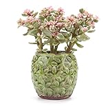 T4U 8.5CM 陶器ミ二植木鉢 田舎風 桜花模様の氷裂釉 多肉植物 サボテン鉢 フラワーポット プランター容器 緑