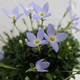 ヒナソウ(雛草）：青花2.5号ポット 3株セット