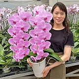 Amazon 生花 切り花 生花 胡蝶蘭 ファレノ 白 6 7輪つき 1本 切り花 オンライン通販 Amazon 生花 切り花 生花 胡蝶蘭 ファレノ 白 6 7輪つき 1本 切り花 オンライン通販