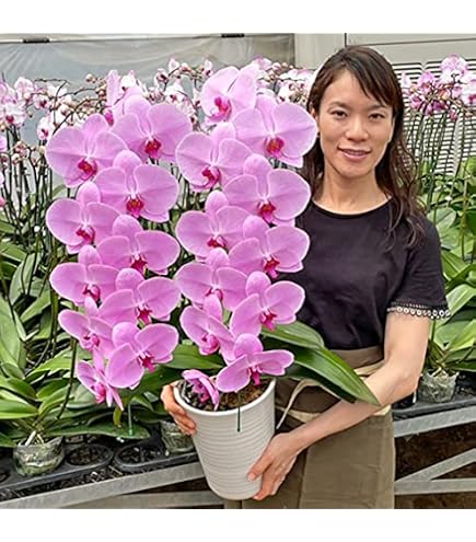 洋ラン 蘭 タケノコ蘭 Clowesia Queen no33 花付き Amazon｜洋ラン 蘭 タケノコ蘭 Clowesia Queen no33 花付き｜フラワー