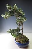 盆栽　花芽付き！皐月（さつき）（鶴翁）の鉢植え【現品】 2018春開花予定