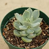 ティテュバンス 7.5cmポット グラプトベリア Graptoveria Titubans 福岡県産 多肉植物 多肉 観葉植物 インテリアグリーン 寄せ植えに