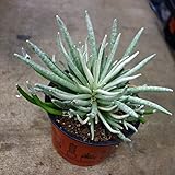 セネシオ スカポーサス3.5号ポット[希少な多肉植物]