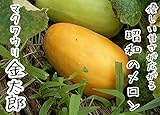 【てしまの苗】接木マクワウリ/金太郎 9cmポット