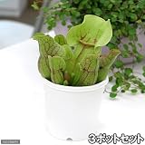 (食虫植物)サラセニア プルプレアSSPベノーサ(3ポットセット) 本州・四国限定[生体]