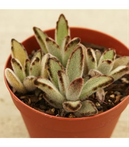 Amazon.co.jp: ツキトジ 月兎耳 7.5cmポット 多肉植物 カランコエ 月兎