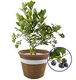 ブルーベリー鉢植え 果樹実付き 父の日 ギフト