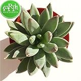 多肉植物 パキべリア属 グラウカ リトルジュエル 8cm鉢