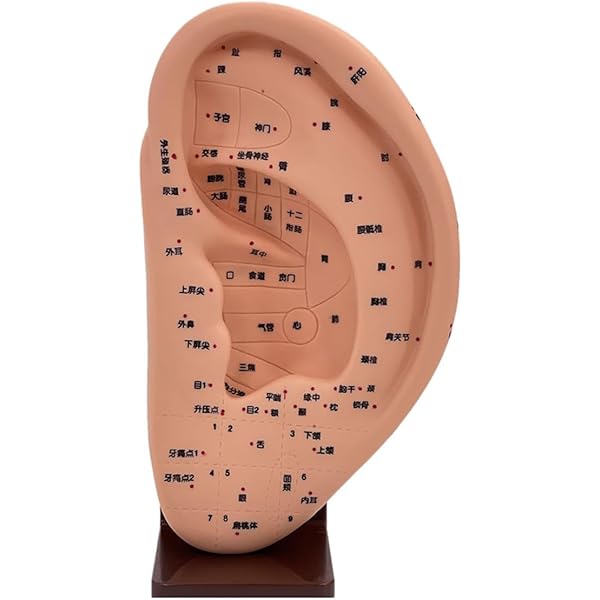 Amazon.co.jp: スタンド付き耳模型 幅120×高さ250×奥行65mm