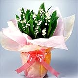 母の日限定 北海道すずらん12本鉢植え( 5号鉢)