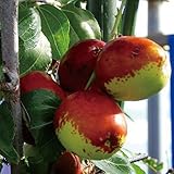 なつめ 苗木 【超大実 皇帝ナツメ】 1年生 ポット苗