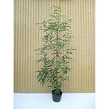 シラカシ 樹高1.2m前後 18cmポット 白樫・白橿 しらかし ポット入り生垣用 苗木 植木 苗 庭木 生け垣