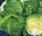 キャベツ 苗 春波 はるなみ 5ポットセット